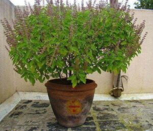 Tulsi Vastu Tips