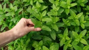 Tulsi Vastu Tips